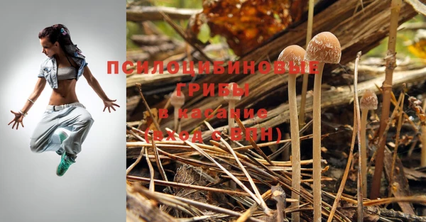 стафф Арсеньев